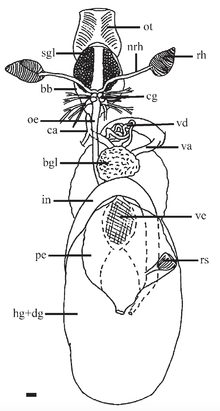 figure image